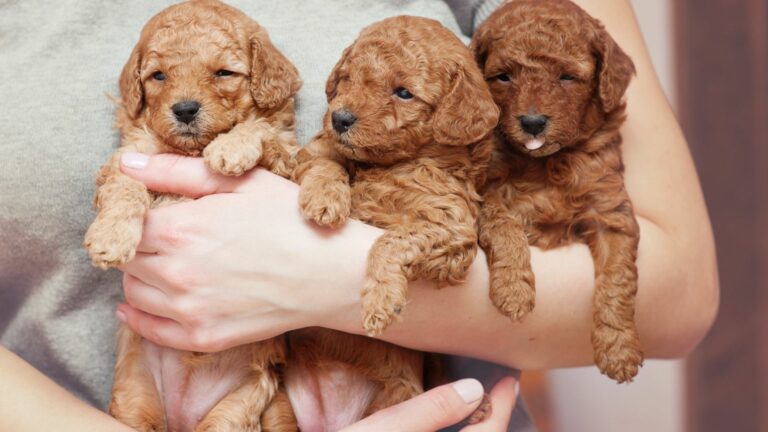 Cría responsable de Caniche Toy y Maltipoo en Gold Di Ágora