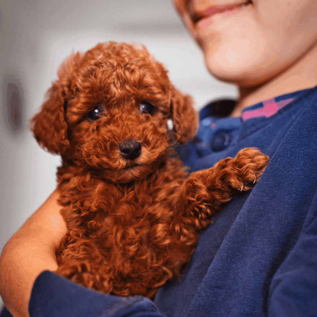 Caniche Toy Rojo en brazos de una persona