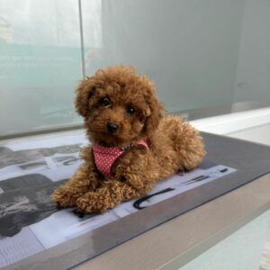 Cachorro Caniche Toy Rojo de Gold Di Ágora