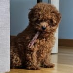 Cachorro Caniche Toy Rojo de Gold Di Ágora