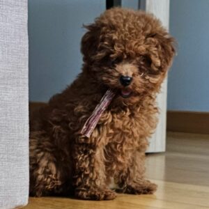 Cachorro Caniche Toy Rojo de Gold Di Ágora
