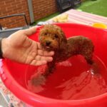 Cachorro Caniche Toy Rojo de Gold Di Ágora