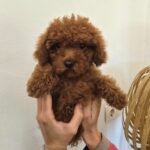 Cachorro Caniche Toy Rojo de Gold Di Ágora