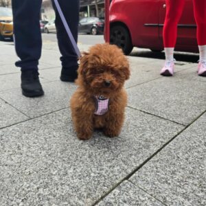 Cachorro Gold Di Ágora con su familia