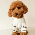 Cachorro Caniche Toy Rojo de Gold Di Ágora