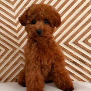 Cachorro Caniche Toy Rojo de Gold Di Ágora