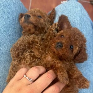 Cachorro Caniche Toy durante su socialización