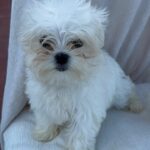 Lana, Bichon maltes de Gold Di Ágora