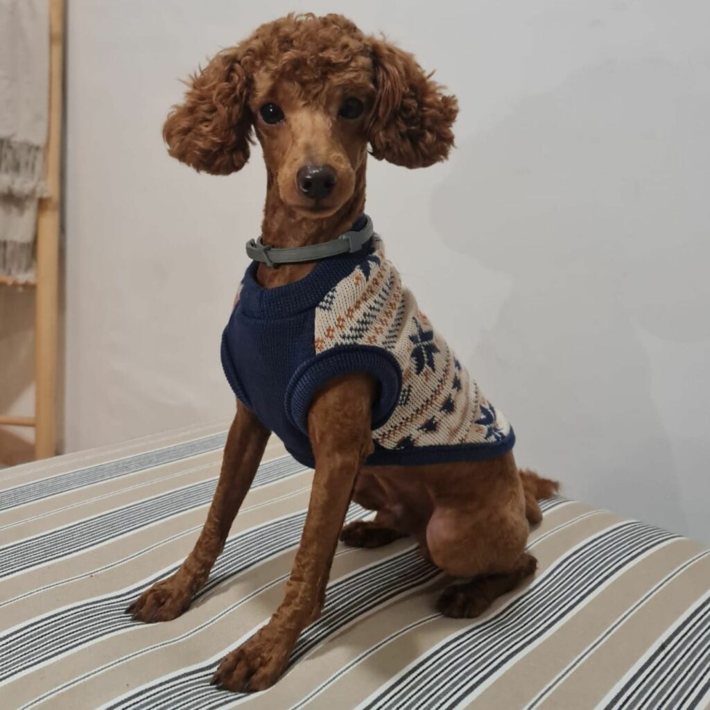 Curro, Caniche Toy Rojo de Gold Di Ágora