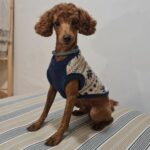 Curro, Caniche Toy Rojo de Gold Di Ágora