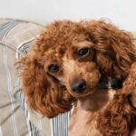 Triana, Caniche Toy Rojo de Gold Di Ágora