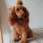 Vera, Caniche Toy Rojo de Gold Di Ágora