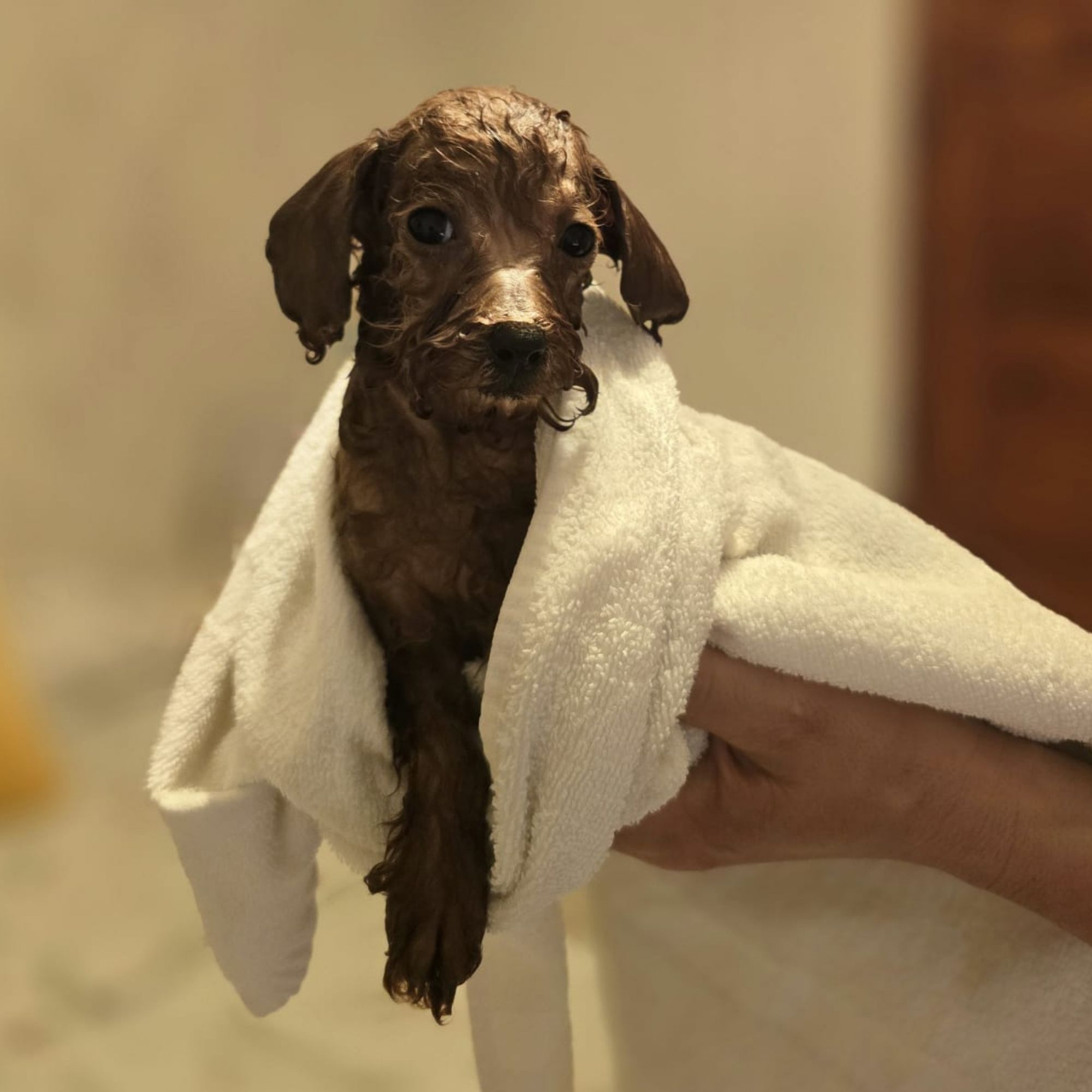 Caniche baño y cuidados