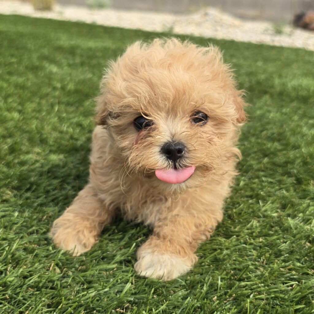Maltipoo de Gold Di Ágora