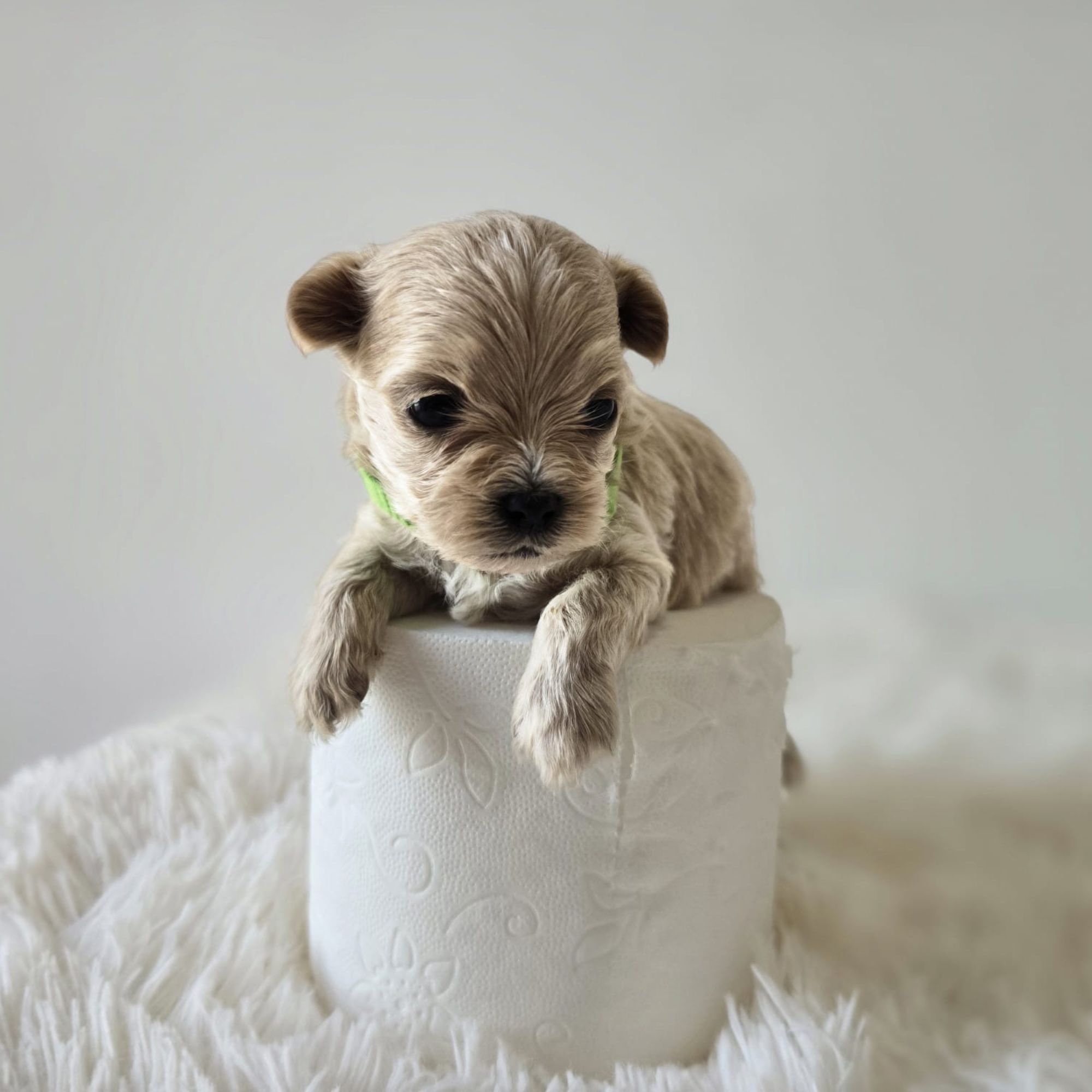Cachorro durante sus cuidados diarios