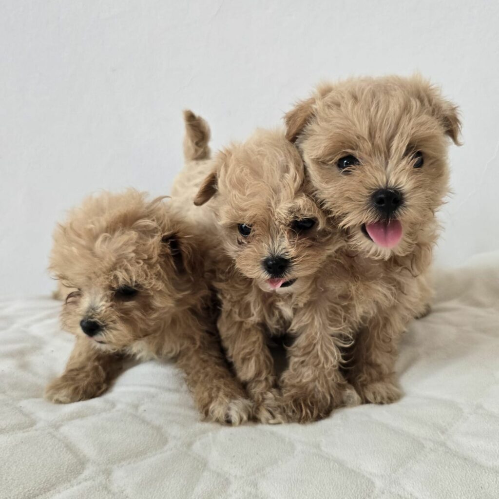 camada maltipoo