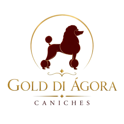 Gold di Agora - criador de Caniche Toy y Maltipoo