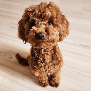 Cachorro Caniche Toy Rojo