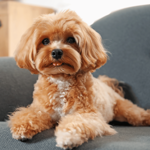 Cachorro Maltipoo